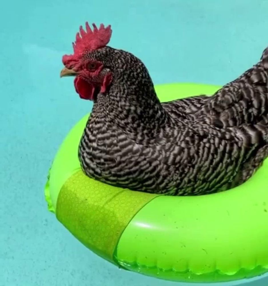 a black and white rooster is floating on a green float in a pool