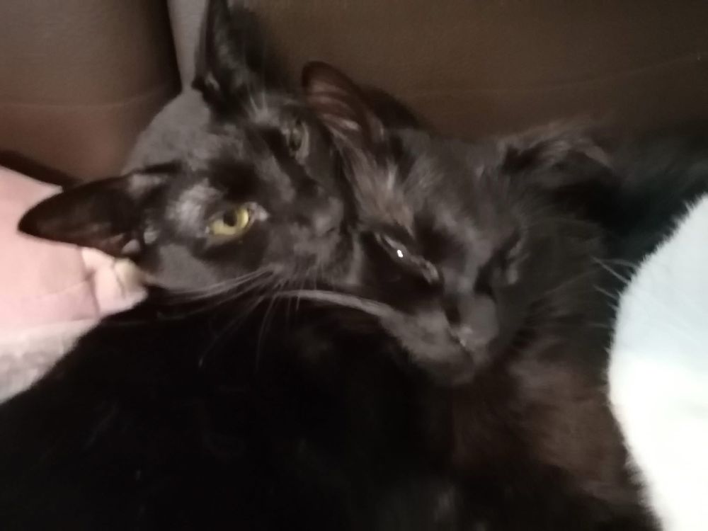 Two black cats with their faces smooshed together 