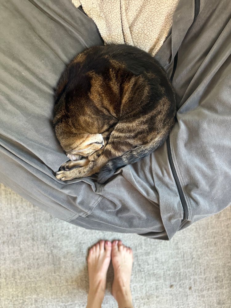 cat curled up on cushion  