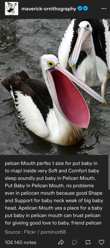 a pelican in the water with huge mindless yellow eyes and its mouth gaping open above the text 

pelcan Mouth perfec t size for put baby in to n\ap! inside very Soft and Comfort baby sleep soundly put baby in Pelican Mouth. Put Baby In Pelican Mouth. no problems ever in peliccan mouth because good Shape and Support for baby neck weak of big baby head. Apelican Mouth yes a place for a baby put baby in pelican mouth can trust pelican for giveing good love to baby. friend pelican

source: maverick-ornithography on tumblr 
