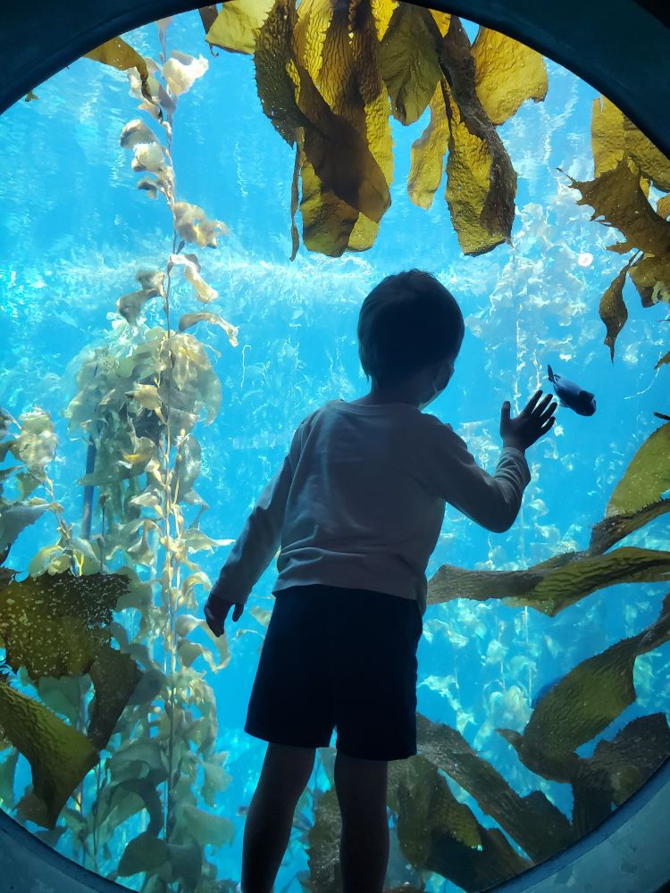 Little Kid standing in front of the kelp forest tank at the Monterey Bay aquarium 
