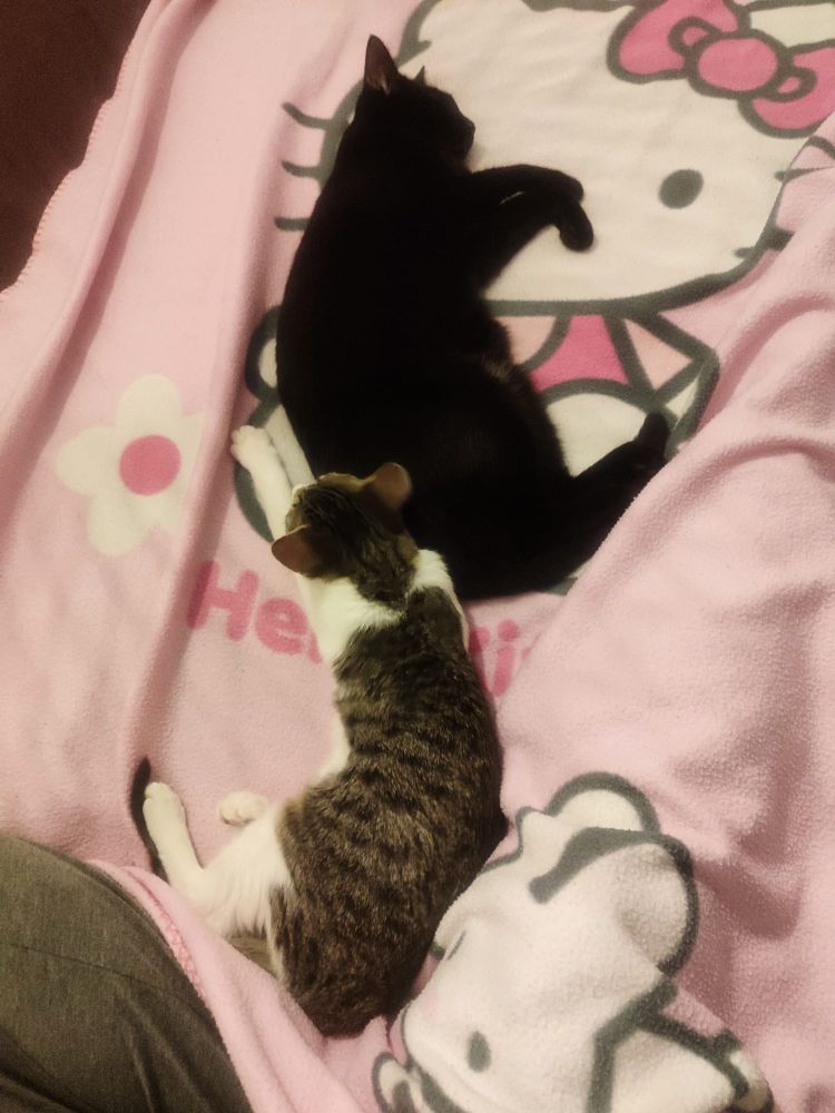Mis dos gatas durmiendo en la cama conmigo 