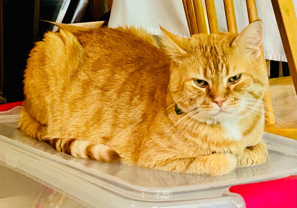An orange cat sits loafed on a plastic storage bin with a smug look on his face.