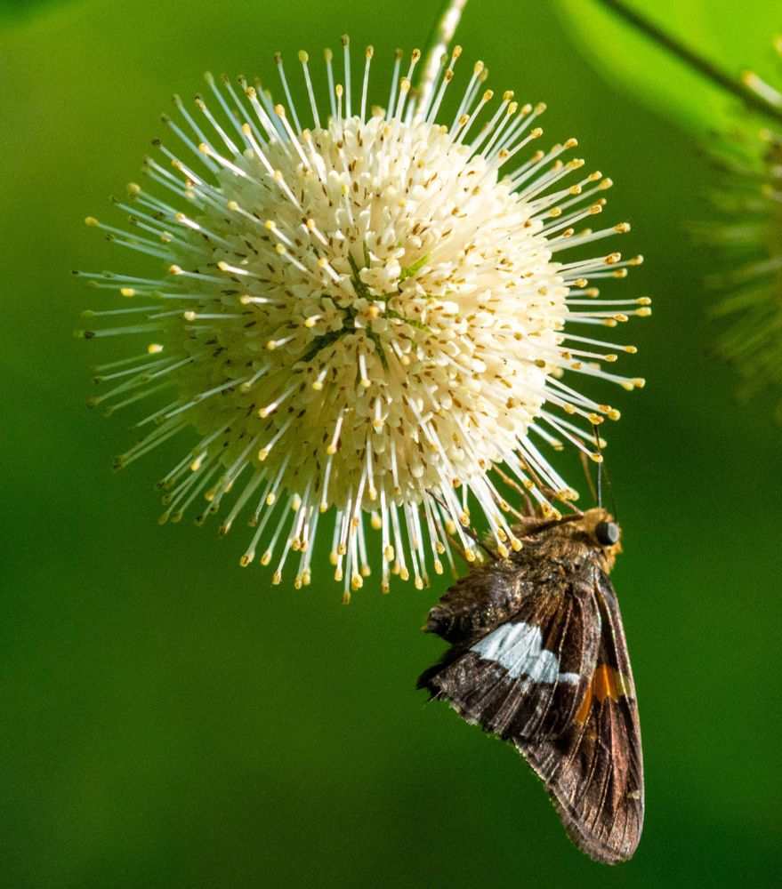 A small brown, orange, and white skipper butterfly clings to the bottom of a spiky, cream-colored,  ball-shaped blossom of a buttonbush, with a green background.