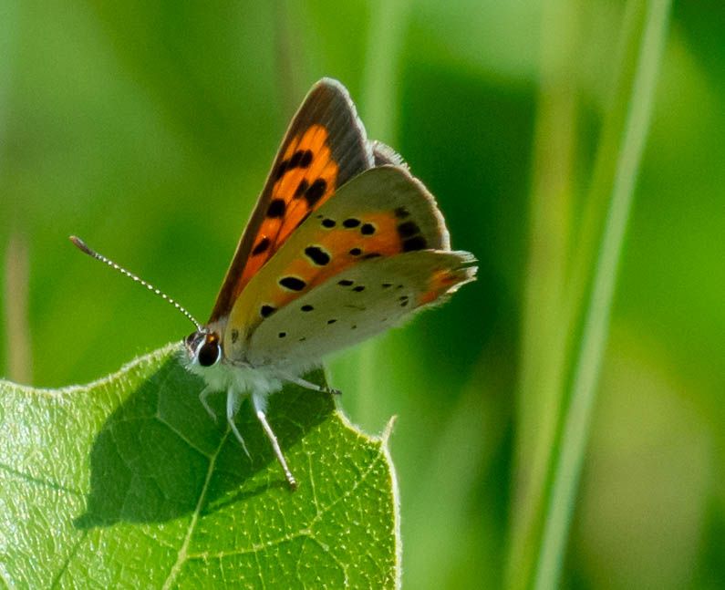 A small orange and white butterfly with dark spots and a fuzzy white underbelly is perched on the edge of a green leaf. It's wings are partially folded upward, and one antenna is facing forward.