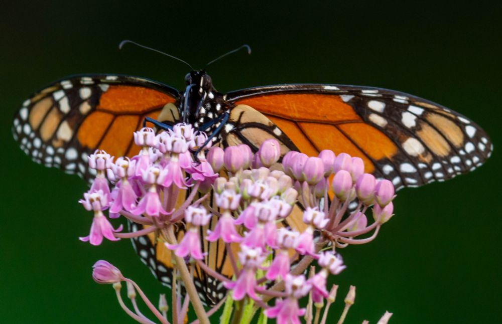 A monarch butterfly is pictured on the far side of a pink swamp milkweed blossom, facing forward with wings outstretched.