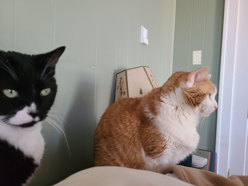 two cats standing by my pillow looking very serious. 