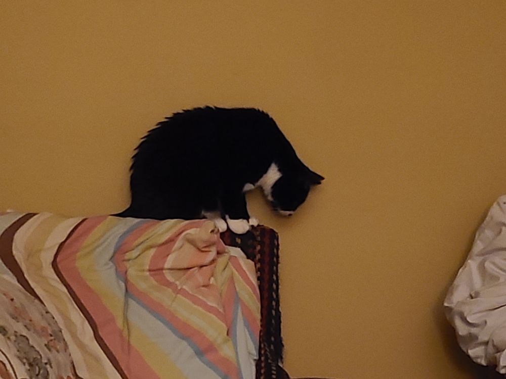 cat perched on the arm of the couch looking down. 