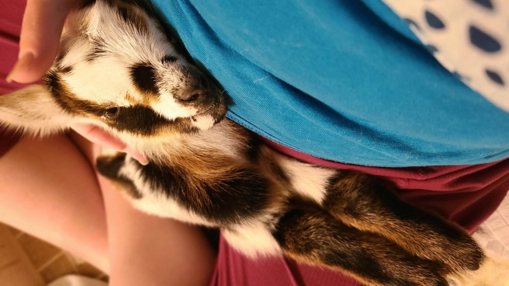 Close up of a baby goat snuggled in a woman's lap