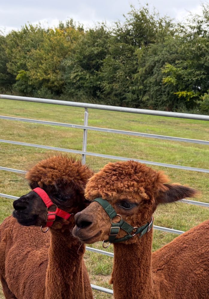 2 dark brown alpacas