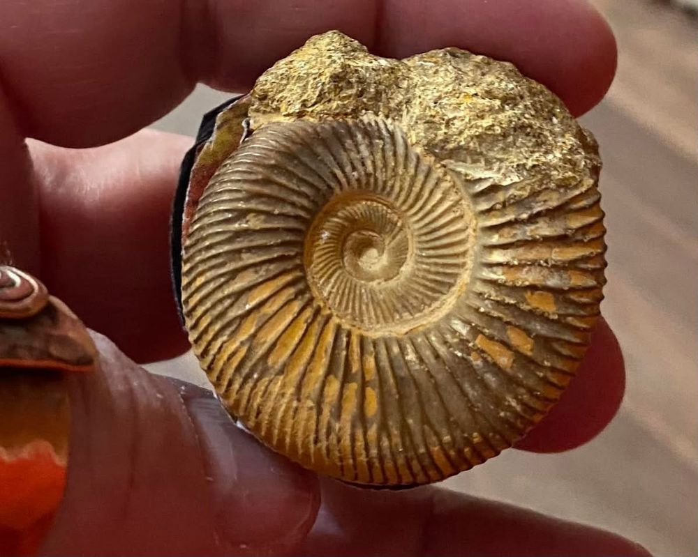 Ammonite fossil made into book 