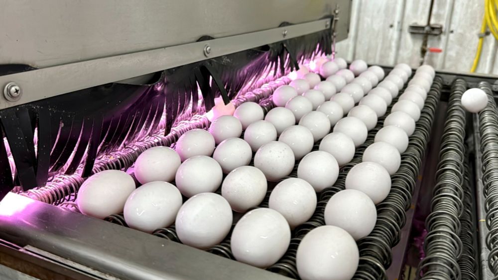 Why the price of eggs is on the rise again