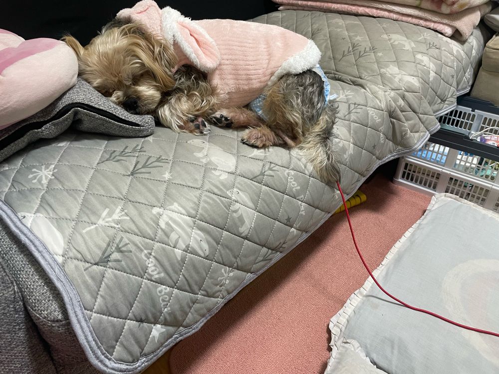 充電コードがおしりに引っかかったままの犬🐶