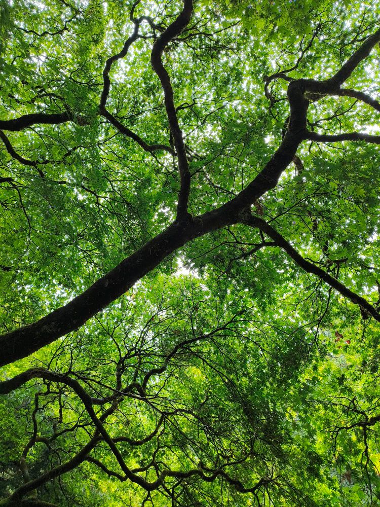 Photo taken from below looking up at the leaves of a green Japanese maple. Can see bits of white sky poking through spaces in the leaves. The trunk and branches are prominent and curved.