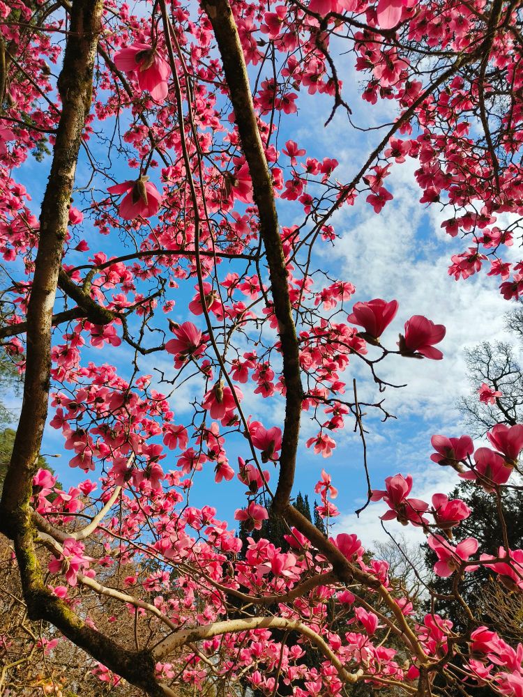 Photo of magnolia diva tree with bright pink flowers and curved petals. You can see blue sky in the background. Photo is taken from below looking up