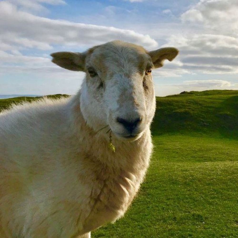 A sheep looks at the camera. In the background rolling green pasture gives way to blue sky