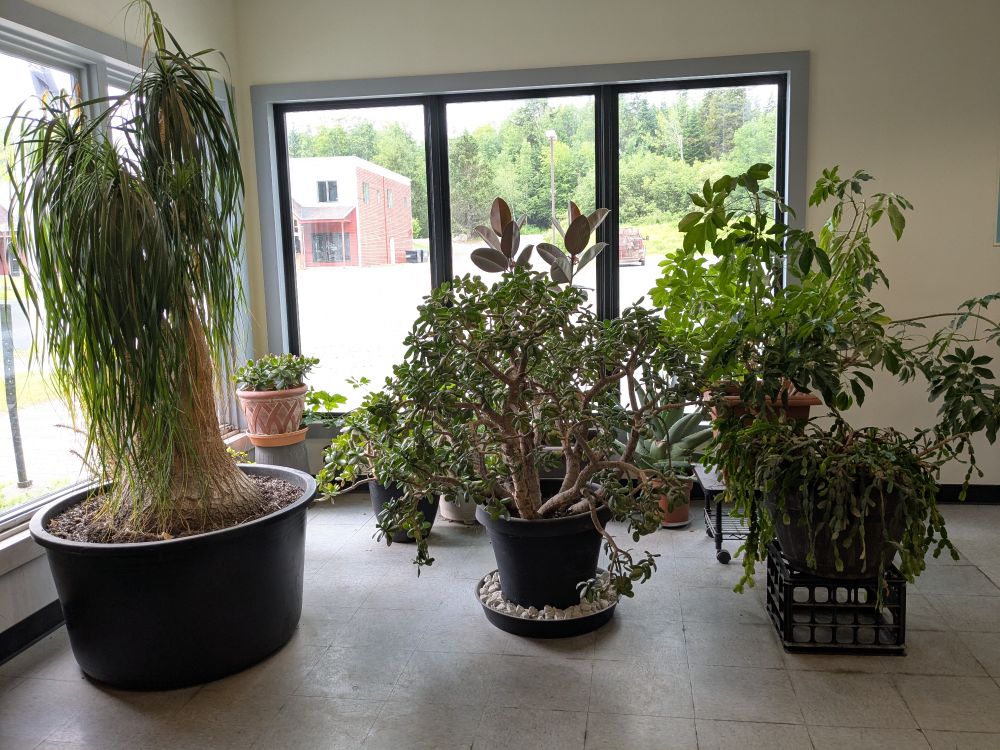Large plants in a post office lobby.