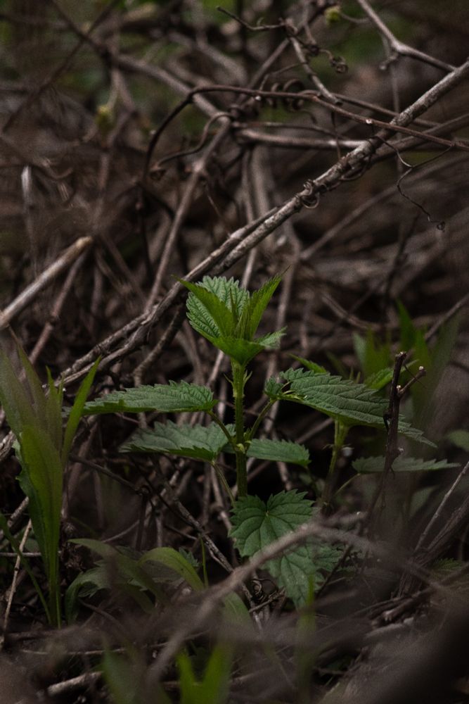 Stinging Nettle photographed between old grape vines