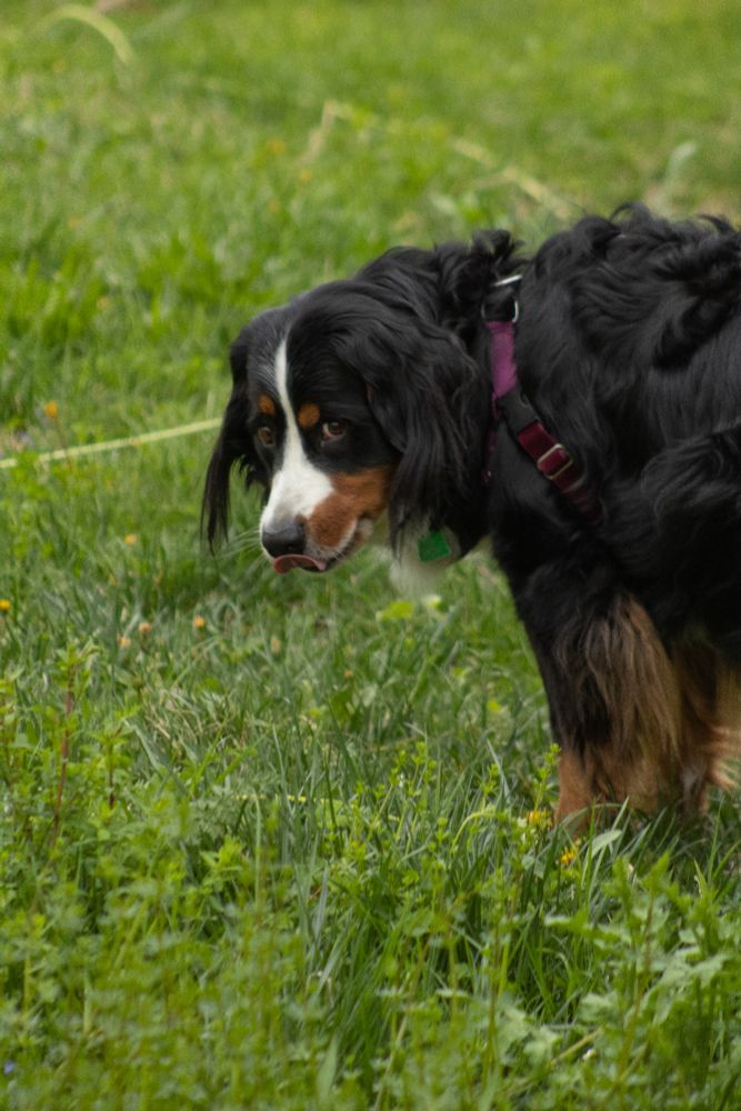 A dog (called horse), staining in a field and making a funny face with her tongue out like a blep. 