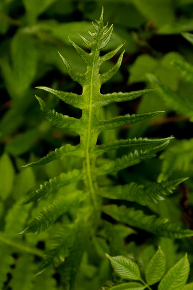 A fern front photographed 