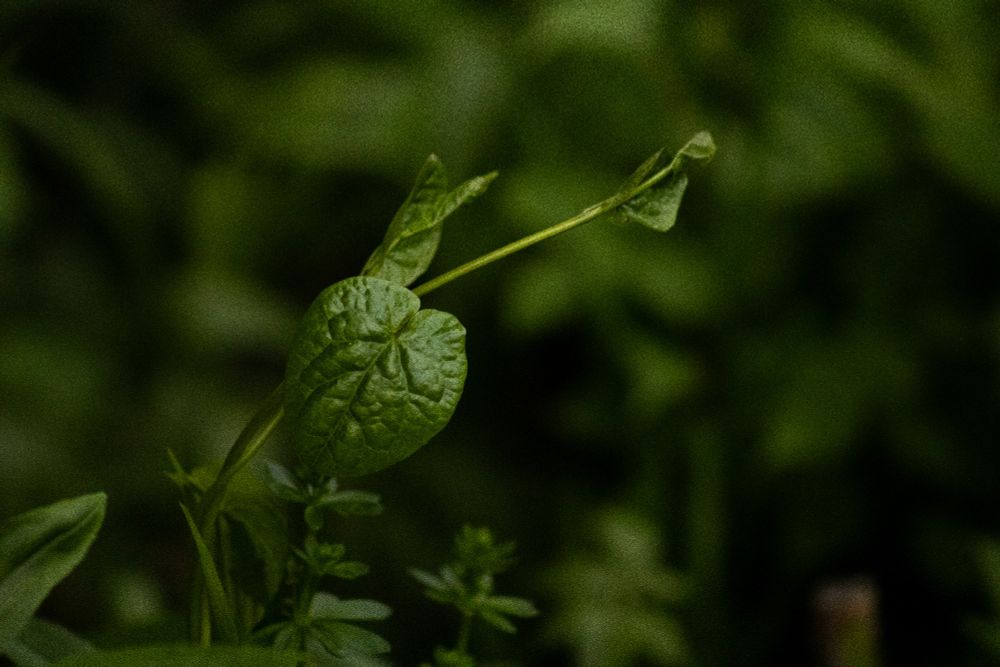A photo of a wild morning glory vine. 