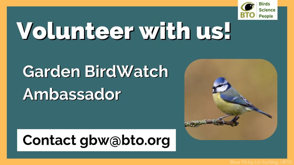 Image of a Blue Tit perched on a branch in front of a purple background. Wording to the left of the image reads: Volunteer with us! Garden BirdWatch Ambassador. Text inside white box reads: Contact gbw@bto.org. BTO logo is top right of the image.