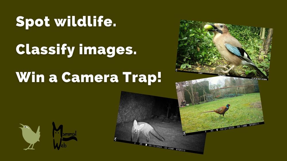 A promotional image inviting people to spot wildlife and classify camera trap photos for a chance to win a camera trap. Three camera trap images appear on the right side, showing an Eurasian Jay, a Fox (night vision shot), and a Pheasant in a garden. The Garden BirdWatch logo appears in the bottom left corner alongside the MammalWeb logo.