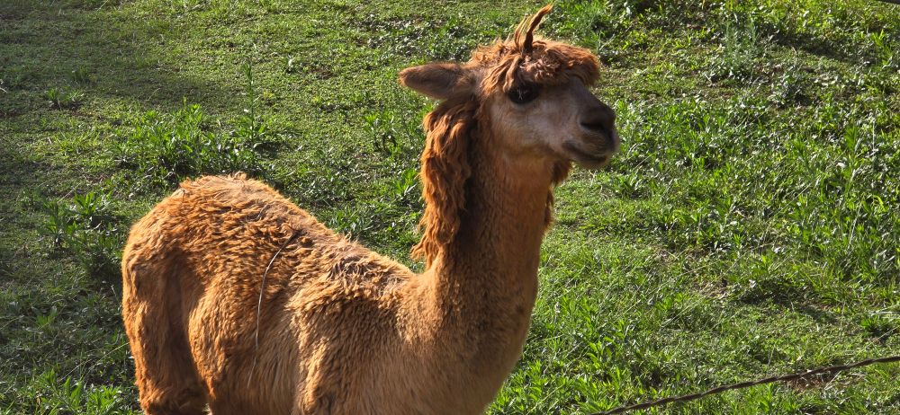 Photo of a alpaca with a KILLER mullet