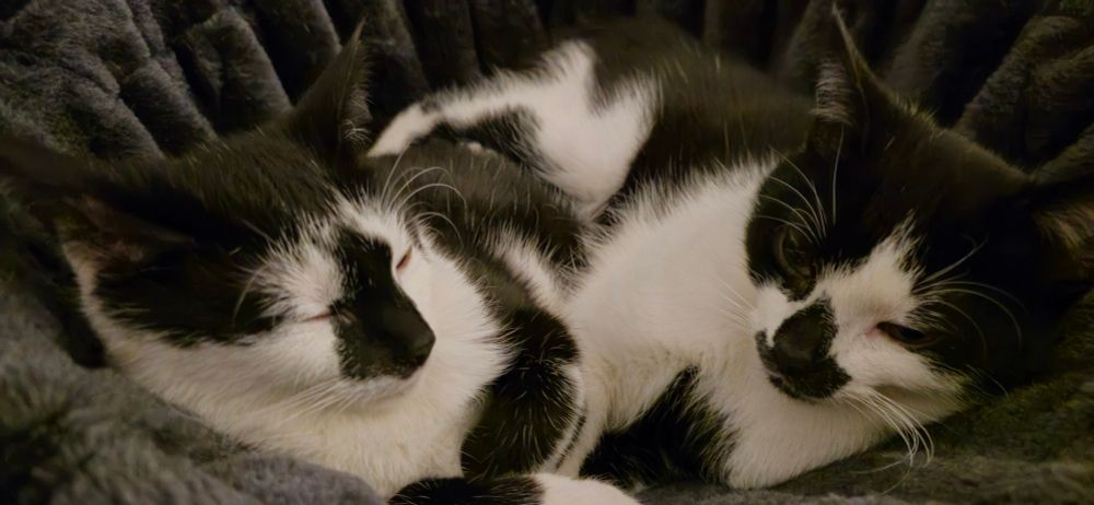 Cat, katze