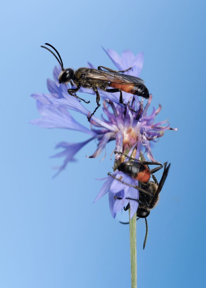Zwei Heuschreckensandwespen auf einer Kornblumenblühte vor blauem Himmel