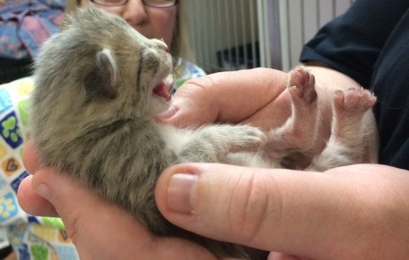 Meowing kitten that fits in your hands. :)