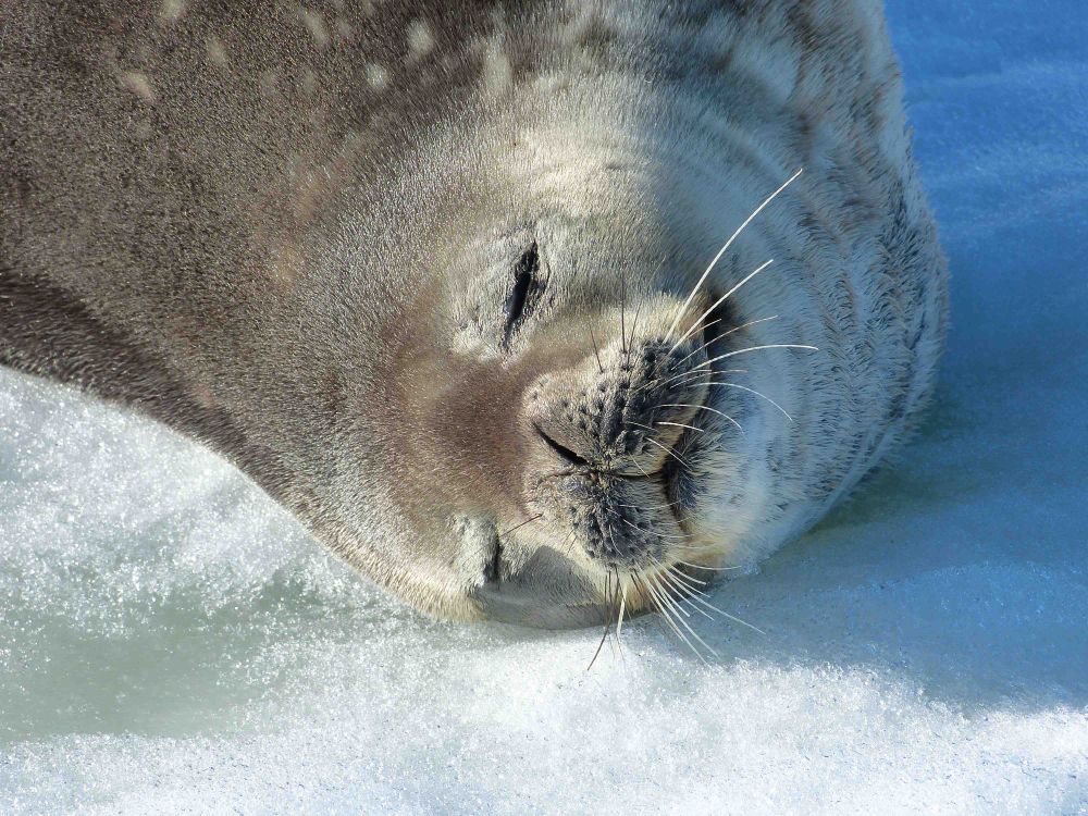 A seal snoozing in the sunshine on some ice.