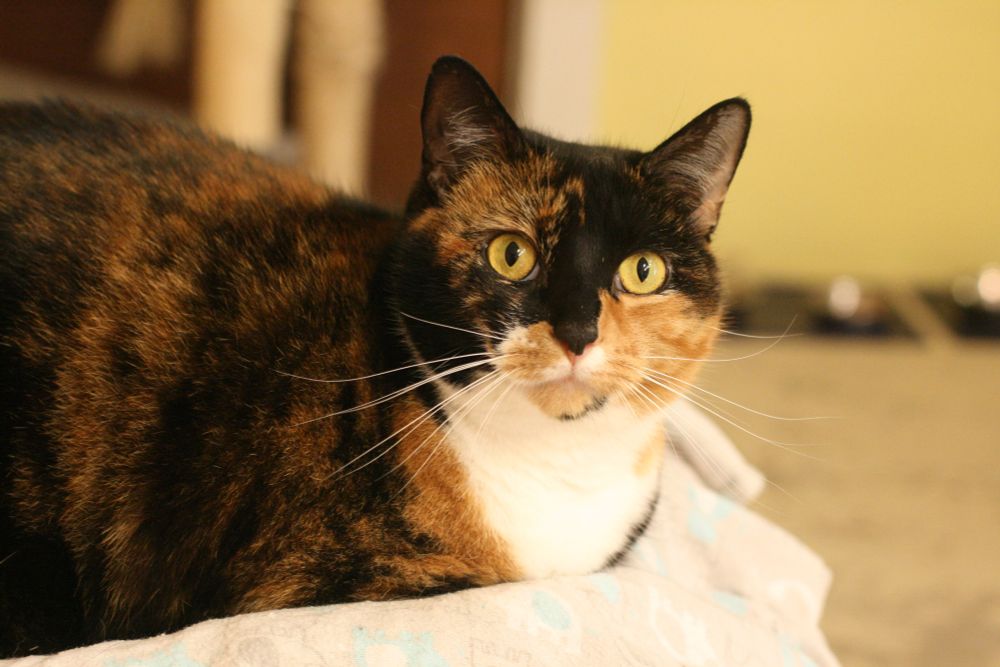 a calico cat loaf with big eyes