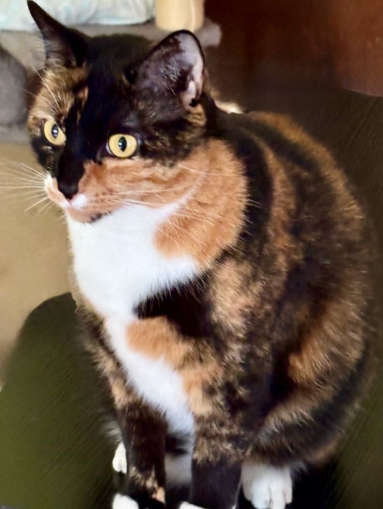 calico cat with gold eyes