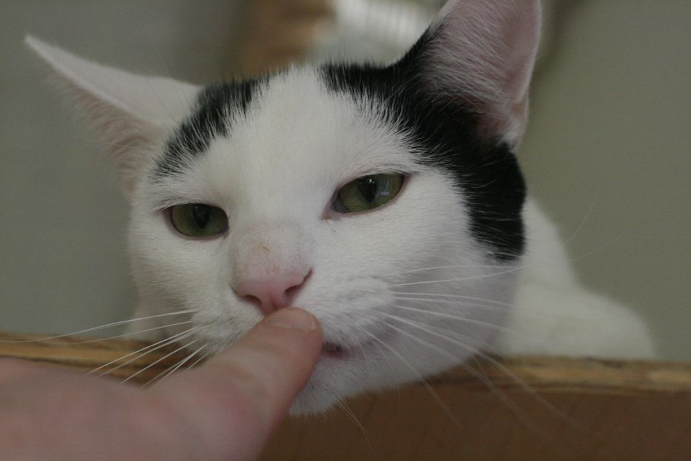 a white and black cat is about to be booped