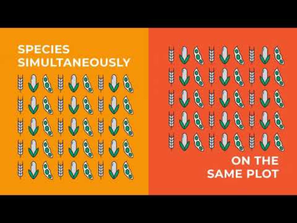 IntercropVALUES presentation video