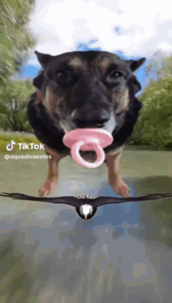 a dog with a pacifier in its mouth is standing in front of an eagle