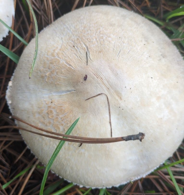 A white mushroom with pale cream patterning on top, growing out of ground covered in green grass and dry brown pine needles 