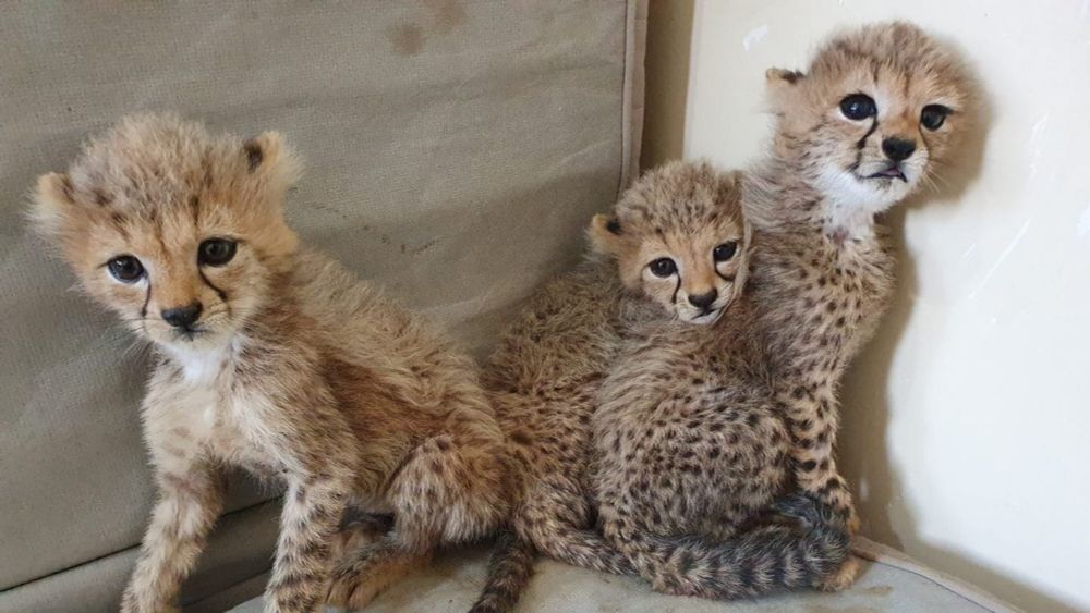 On the Hunt: The Effort to Track the Illegal Cheetah Trade