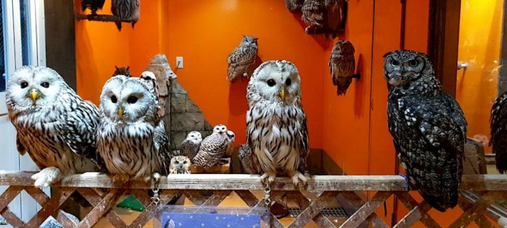 Unveiling Japan's Owl Trade: Volume, Diversity, and Conservation Implications - Wildlife Trade News from TRAFFIC