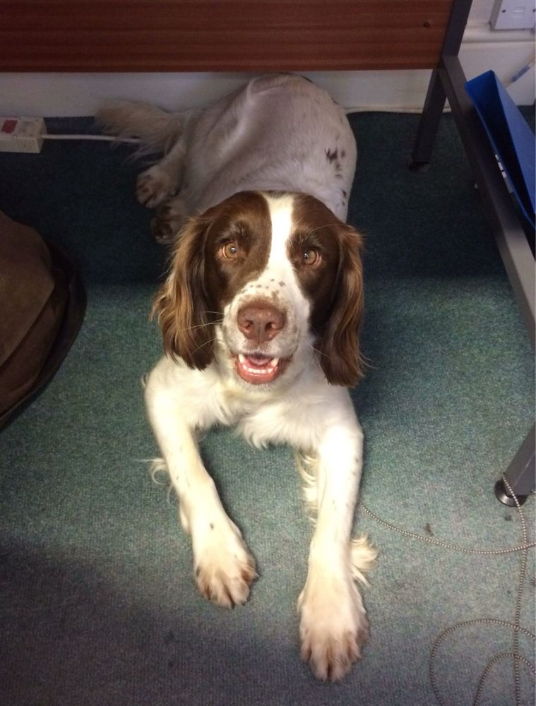 A liver and white spaniel staring at the camera from under a desk