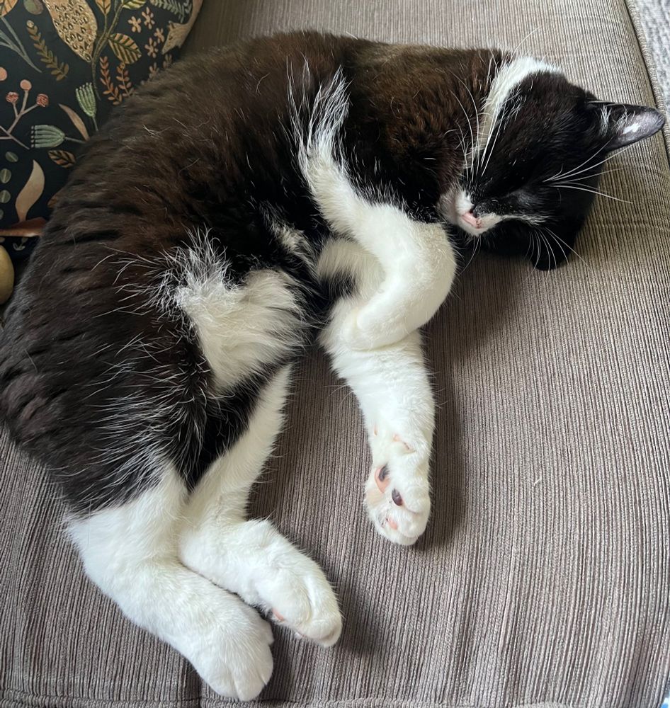 A tuxedo cat curled up on a sofa. 