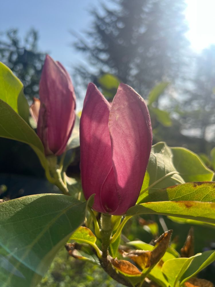 Deep pink magnolia flowers on a juvenile tree.