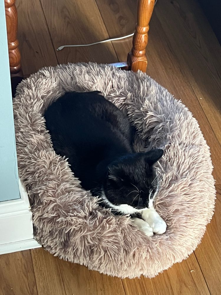 A large tuxedo cat loafs in a furry doughnut- type bed, paws out in front of him. 