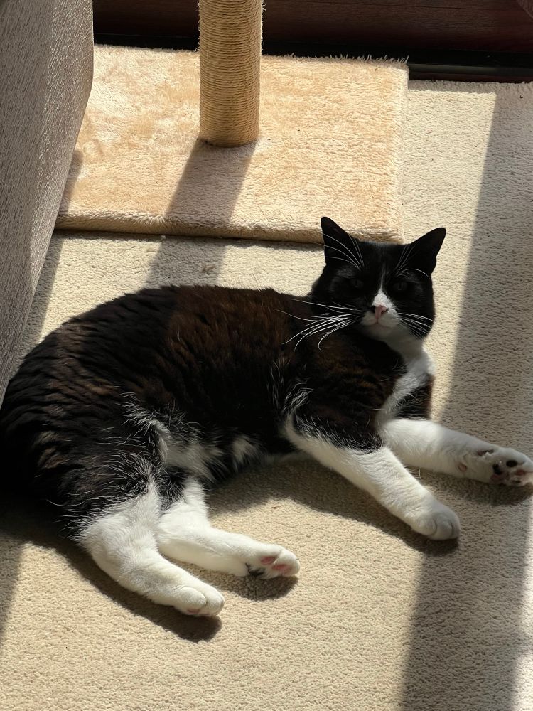 A tuxedo cat lies in a patch of sunlight. 