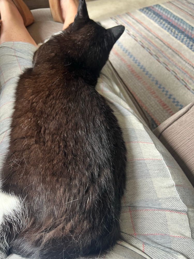 A black and white cat lies on a lap, preventing its owner from getting any breakfast.