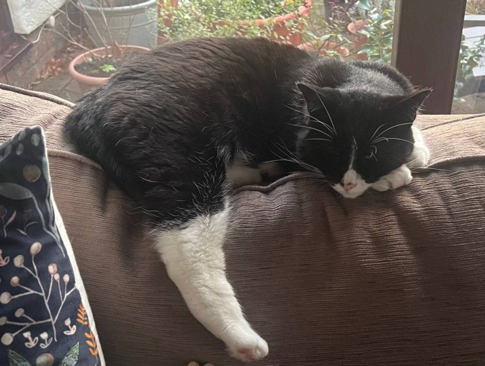 A chonky tuxedo cat lies on the top of a sofa. He is using his front paws as a pillow and one large back leg is dangling down the cushion.