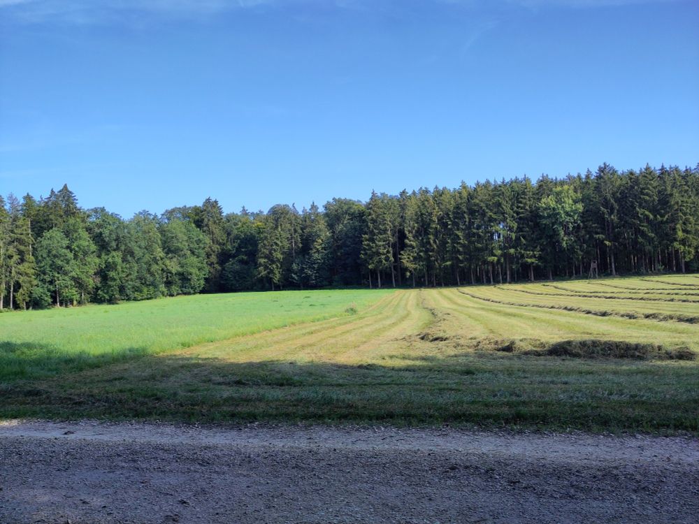 Foto von heute, Waldlichtung mit zweigeteilter Wiese, eine Hälfte gemäht, die andere nicht. Der Wald besteht zu 2/3 aus Nadelbäumen, aber auch einige alte Laubbäume. Blauer Himmel