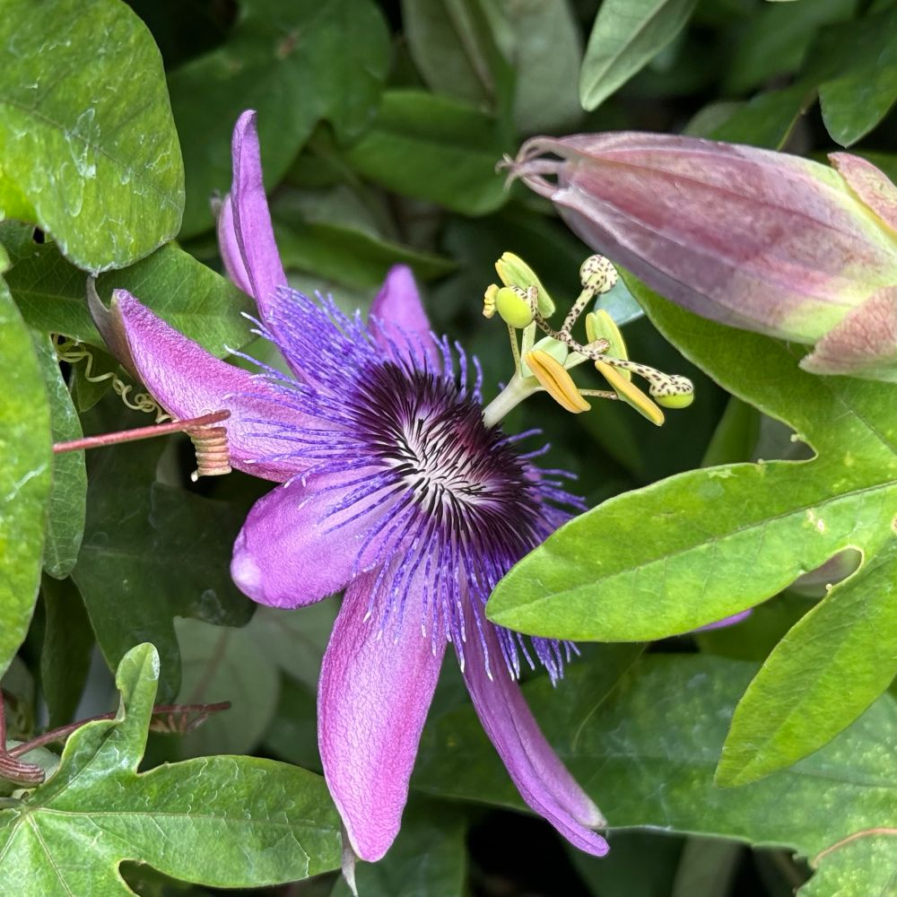 Purple passion flower