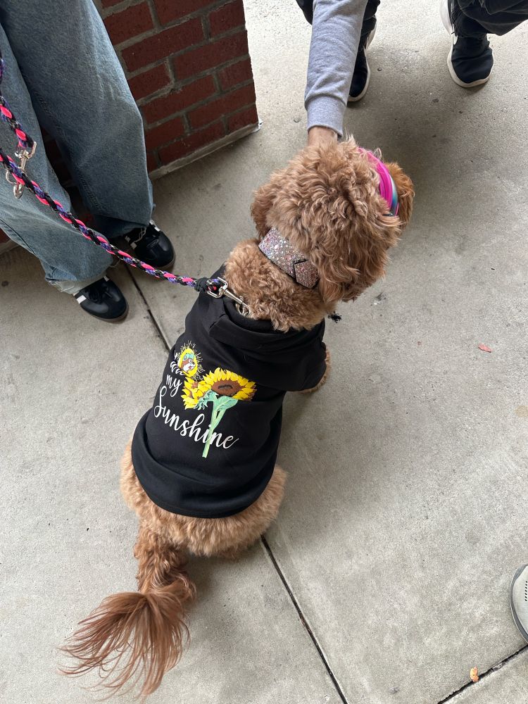 Dog sitting facing away with a shirt on. Shirt is from Bucees, a southern gas station and convenience store. It says “you are my sunshine.” A glittery collar and a glimpse of goggles finish the look

